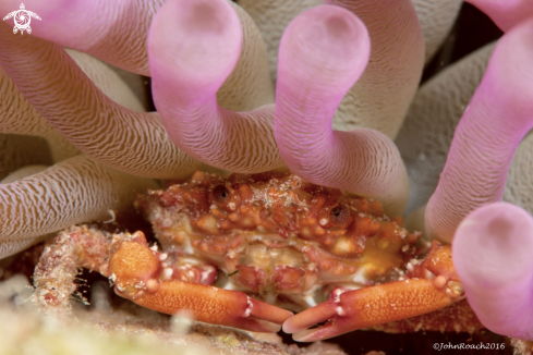 A Banded clinging crab