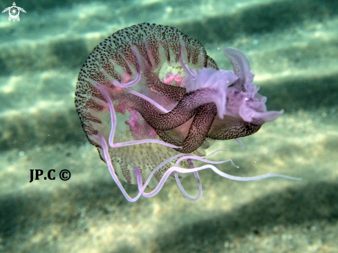 A pelagia noctiluca | Méduse pélagique