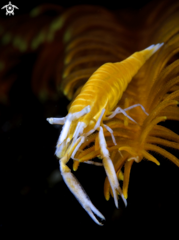 A Crinoid Shrimp | Crinoid Shrimp