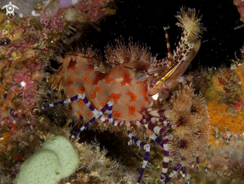 A Marbleshrimp | Marbleshrimp