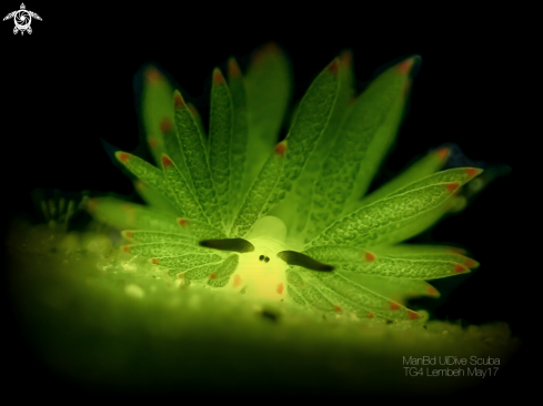 A Nudibranch 