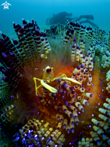 A Fireurchin Shrimp