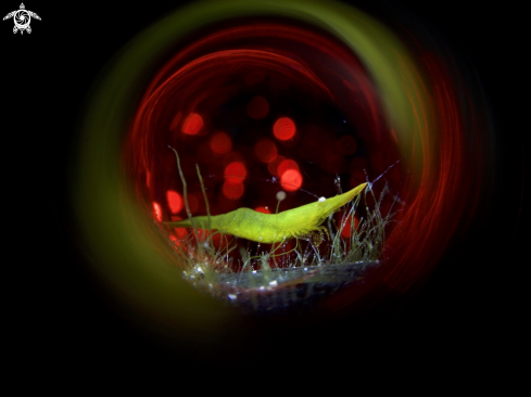 A Seagrass Shrimp