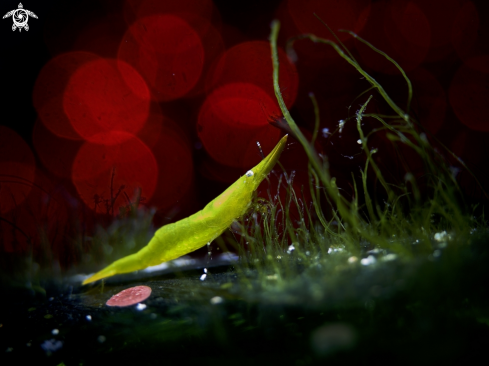 A Seagrass Shrimp | Seagrass Shrimp