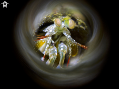 A Mantis Shrimp