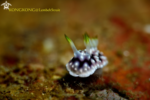 A Nudibranch