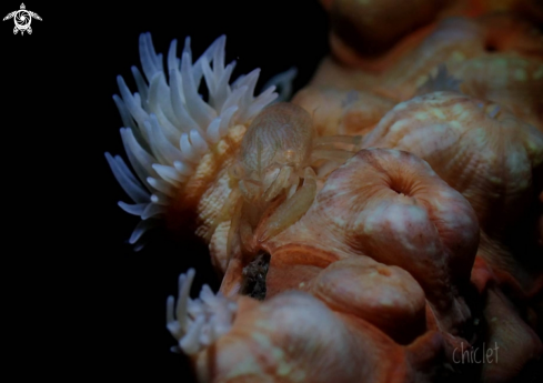 A Izucaris masudai | Masudai shrimp