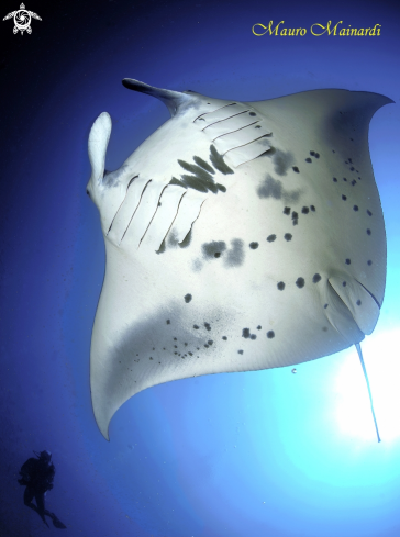 A Manta