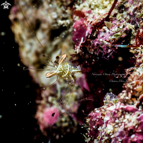 A Caridean shrimp