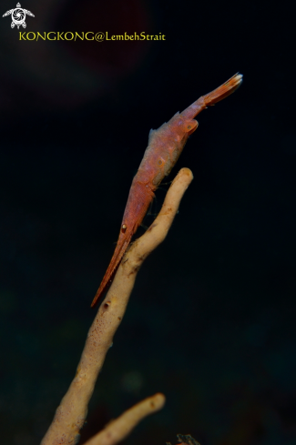 A Tozeuma Shrimp with eggs