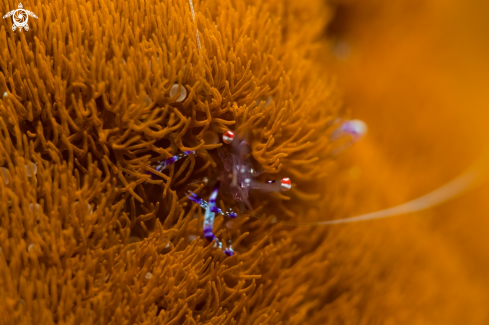 A Anemone Shrimp