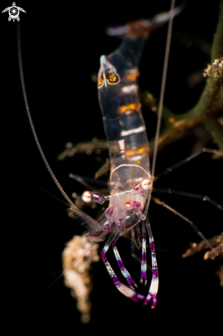 A Anemone Shrimp