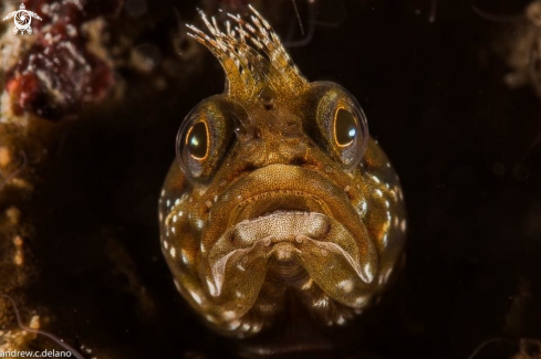 A Blenny