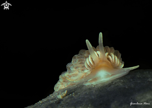 A Aeolidiella