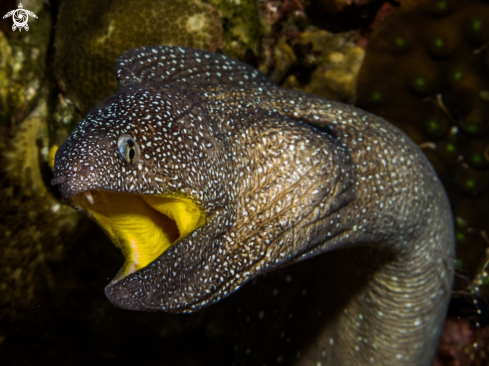 A underwater creature