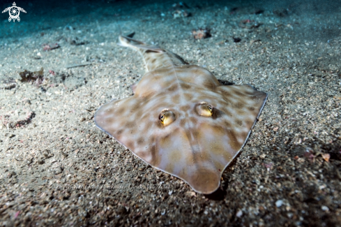 A Brown guitarfish