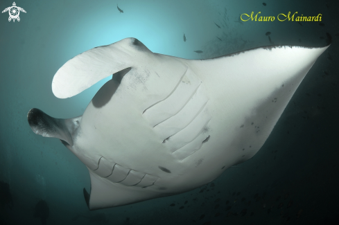 A Manta