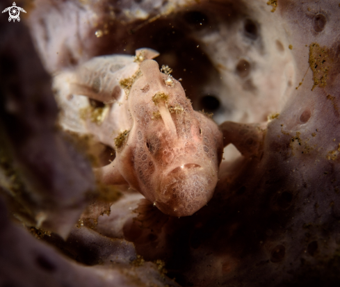 A Antennarius pictus | Painted frogfish