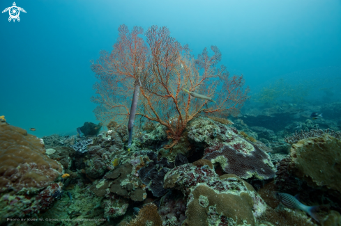 A Aulostomus strigosus | Trompet Fish