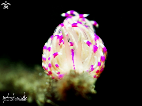 A Flabellina Angelvaldesi Nudibranch | Flabellina