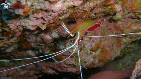 A lysmata amboinensis | Weißband Putzergarnele