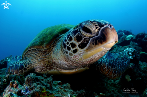 A Green Sea Turtle