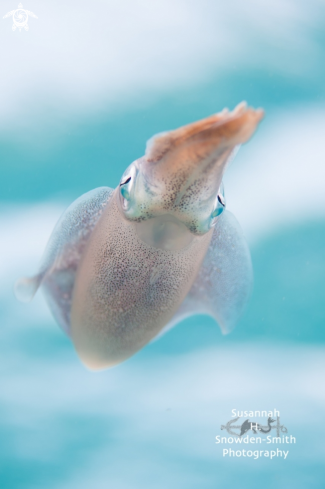 A Sepioteuthis sepioidea | Caribbean reef squid