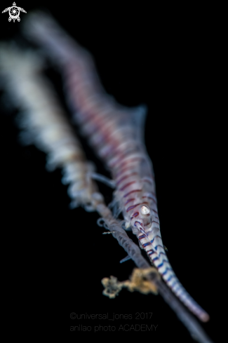 A Tozeuma armatum | Banded Saw Blade Shrimp