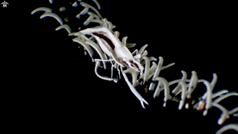 A Whip Coral Shrimp