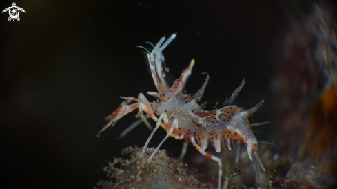 A Tiger Shrimp