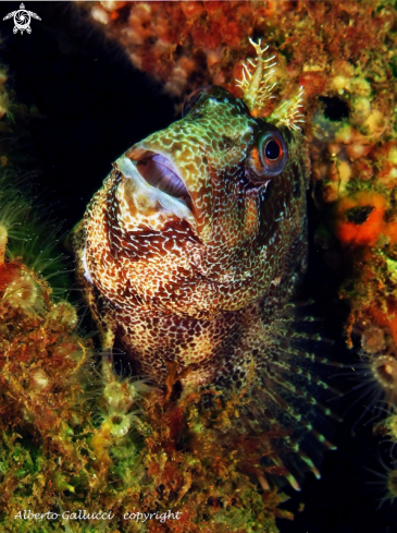 A underwater creature