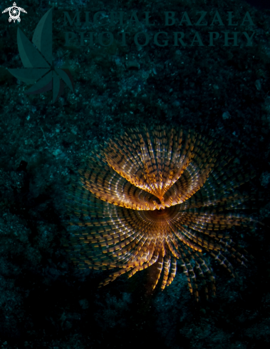 A Sabella spallanzanii  | feather duster worm