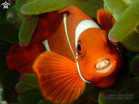 A Premnas biaculeatus with Parasitic Cymothoa exigua | Clown Fish