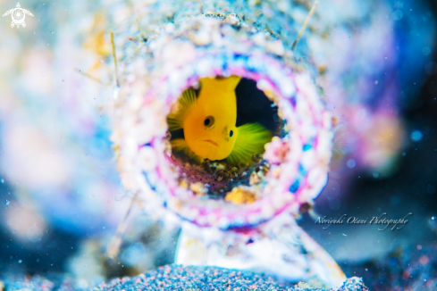 A Yellow pygmy-goby