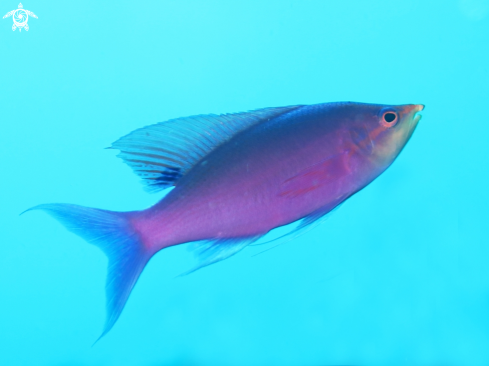 A Anthias