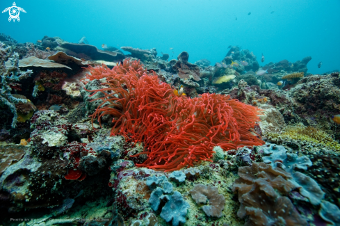 A Actinaria, Anemonen | Red Anemone