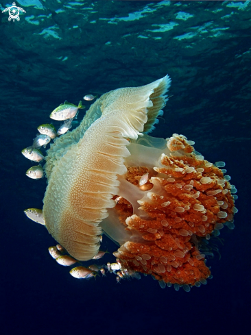 A Indopacific jellyfish