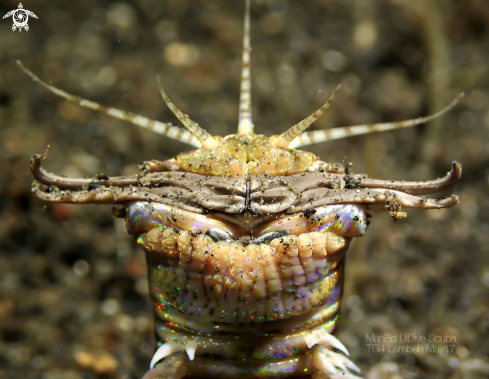 A Bobbit worm