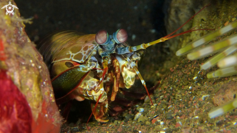 A Odontodactylus Scyllarus | Fangschreckenkrebs