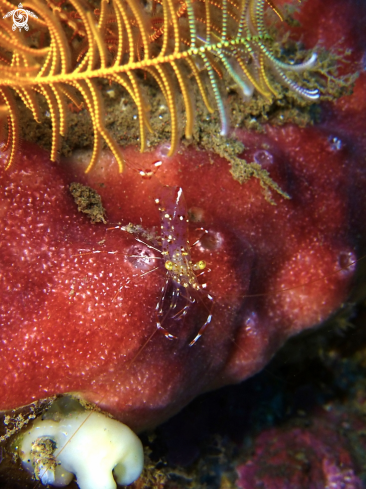 A Clear Cleaner Shrimp