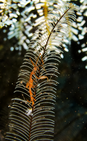 A Skeleton Shrimp