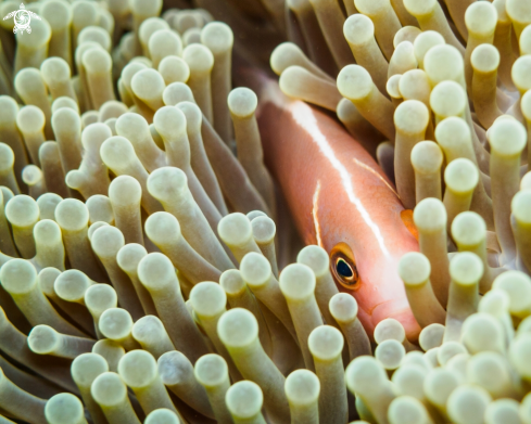 A Clownfish