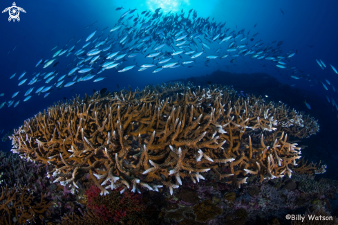 Staghorn coral reefscape