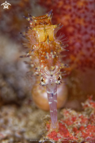 A Hippocampus histrix | Seahorse