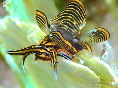 A Nudibranch