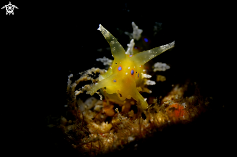 A Nudibranch