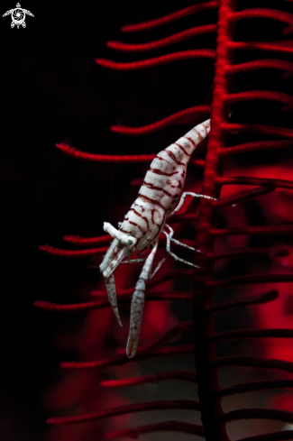 A Crinoid Shrimp 