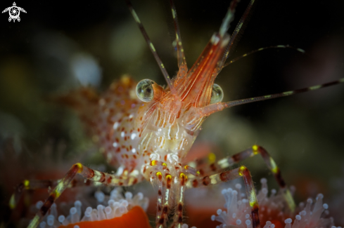 A Dock Shrimp