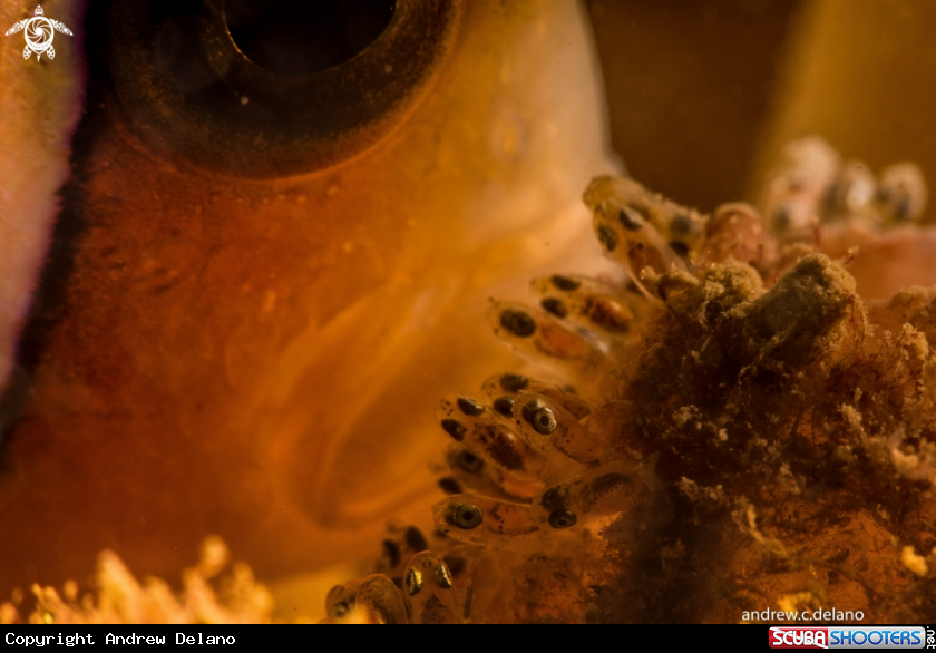 A Anemonefish and its Eggs
