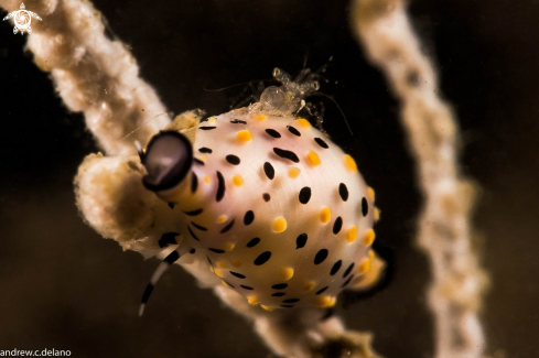 A Cowrie (with Shrimp)